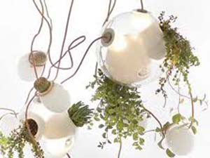 piante luci